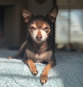 Why Do My Dog's Anal Glands Keep Getting Impacted?