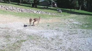 15K views · 1.1K reactions | OMG! This is so cute! 2 baby fawns playing on my property today! I could watch them all day! 歷❤️歷❤️ #nature #deer #fawn #happyplace | Jeremy Rabe | Facebook