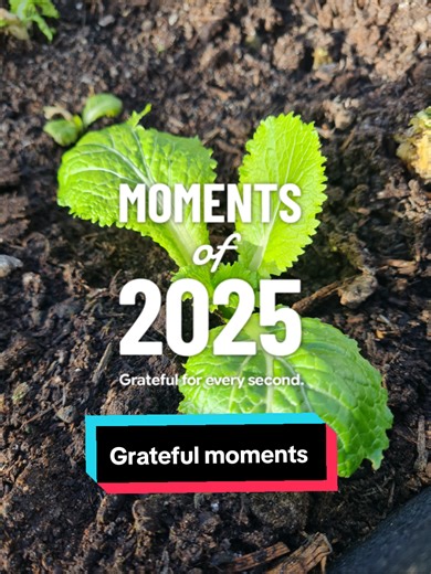 Gardening | December recap in the garden and greenhouse. #momentsof2025 #creatorinsights #2025recap #festiveseason #Gardentok Gardentok