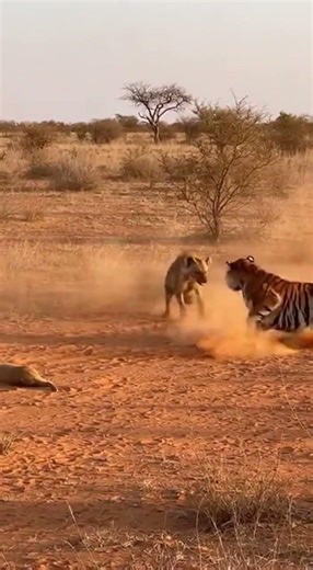 Hyena vs Tiger - Who Wins This Brutal Showdown? #wildlife #animalfight #shorts
