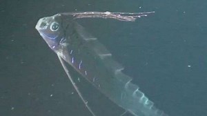 En vidéo : oarfish, le plus mystérieux poisson au monde