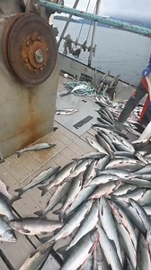 Skipper doing a big turn to make sorting fish into the hold a bit easier for his crew | On The Deck - Footage from Australia's Commercial Fisherman