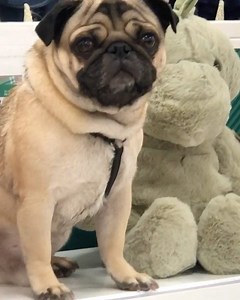 12K views · 709 reactions | i’ll take one in every size ✨ | Pugs | Facebook