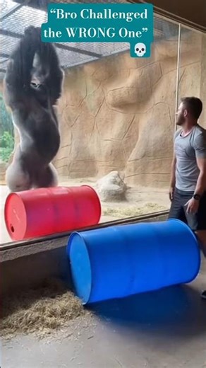Man Tries to Show Strength… Gorilla Ends the Competition 🦍💥
