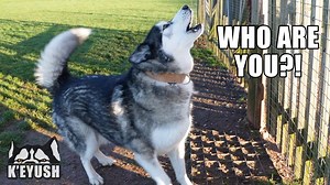 211K views · 10K reactions | Key got to meet another puppy, he looks a lot like Ivy, he's younger and has the same level of crazy energy that Key isn't sure what to do with! | Keyush the Stunt Dog | Facebook