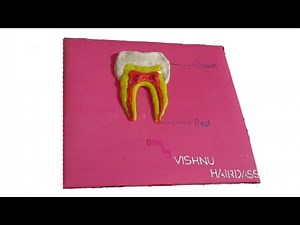 Structure of a TOOTH using play-doh(clay) - VISHNU HARIDASS