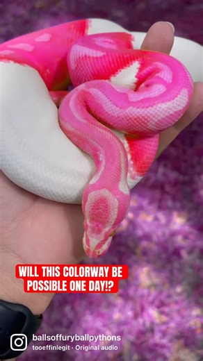 Is a PINK Ball Python possible!?