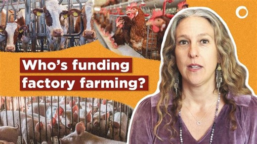 Who is Funding Factory Farming? | World Bank’s Hidden Role in Climate Crisis | Friends of the Earth Europe