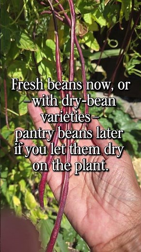 Add Legumes for Soil Health and Good Food.