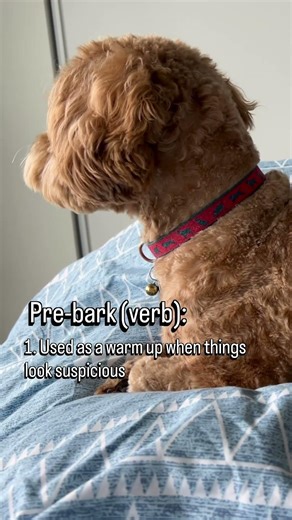 Warming up! #puppy #barking #protection #cockapoo #alert #barker