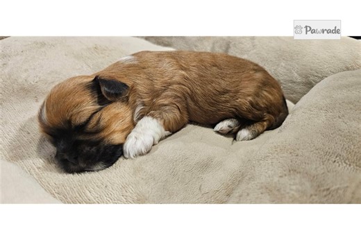 Alex - Lhasa Apso Puppy 9C0F3B