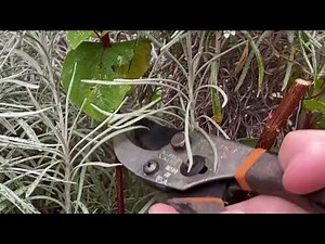 St John's Wort, Winter Cut Back - February 4