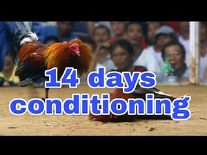 14 days conditioning