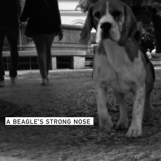 Royal Canin Breed Health Nutrition formulas are precisely tailored to feed your breed's unique needs | Royal Canin