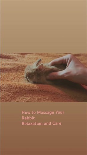 How I Massage My Rabbit