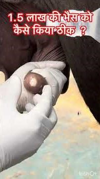 Teat Obstruction l Teat fibrosis l dr Umar Khan