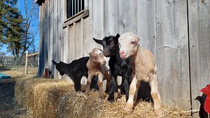 Baby Goats |  Farm Events at The Bubbly Goat