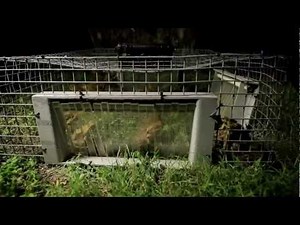 earthrise - Cane Toads