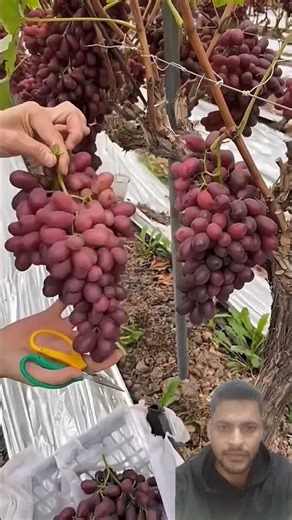 Tasty grapes 🍇 harvesting #fruit #satisfying #farming #shortfeed
