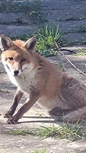 Fox relaxing #funny #cute #fox #sunbathing #garden #wildlife #entertainment #shorts