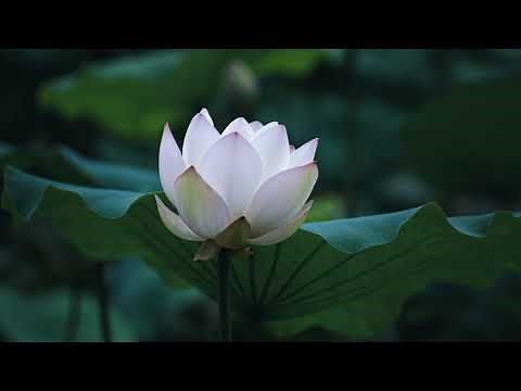 Meditation music Santoor - Sahaja Yoga