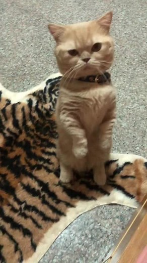 โม่นักยืน ที่ยืนนี่คือกดดันขออาหาร🐵#munchkincat #แมวขาสั้น#แมว#อย่าปิดการมองเห็น