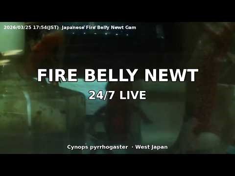 Japanese Fire Belly Newt 24/7 Live Cam 🇯🇵 Cynops pyrrhogaster — Real-time Enclosure · West Japan
