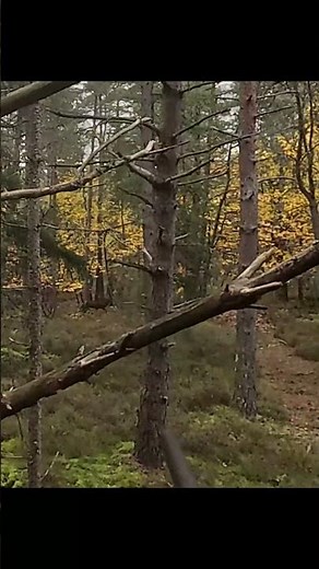 TIR D'UN CERF EN BATTUE SOLOGNE ! SHOOTING A DEER IN FRANCE 🦌! #chasse #hunting #hunt #deer