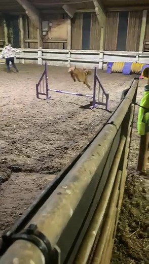 2.5K views · 28 reactions | So unbelievably proud of our amazing Monday agility groups! 凉 You’ve all been absolutely smashing your sequences. The progress, teamwork, and dedication from every single partnership just blows me away! 殺 Watching you all grow and support one another each week makes my heart so full.  Keep up the fantastic work, you’re all absolute stars!  #AgilityFamily #ProudCoach #DreamTeams | Canine Compass | Facebook