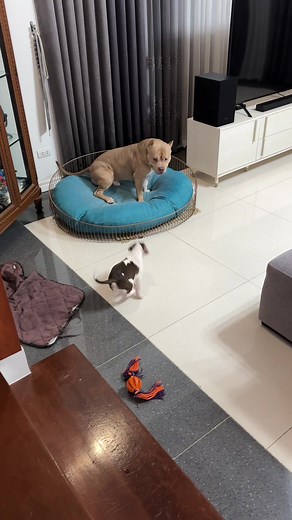 Fun Playtime with Bambi: Happy Dog Moments