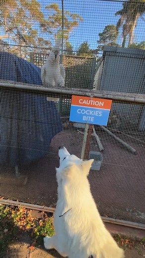 2.9K views · 11 reactions | Did you know we're pet-friendly?  Just ask Ghost the GSD, saying 'Hi' to our resident cockatoo at Discovery Parks - Burrill Lake, Ulladulla - from a safe distance of course as cockie bites.  Explore pet-friendly Discovery Parks: https://brnw.ch/21wH86t  Discovery Parks - Burrill Lake, Ulladulla, NSW  @ghostwhitegsd | Discovery Parks & Resorts | Facebook