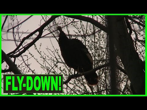 REAL LIVE HEN TURKEY fly down cackle | Best fly down cackle audio | Tree yelp
