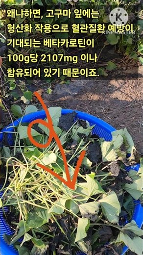 텃밭에 고구마가 최고 인기인 이유는 덩이뿌리 외 입자루, 잎의 영양성분 때문이죠! #도시농부 #도시텃밭 #도시농업 #베란다텃밭 #베란다정원 #고구마 #고구마농사 #고구마수확