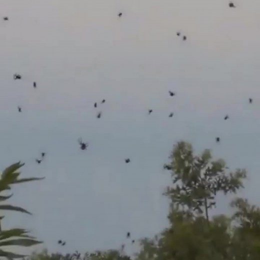 Spider Rain Phenomenon in Brazil