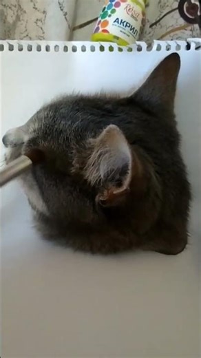 Let's draw 😻❤️#funnyanimals #funnycats #cute