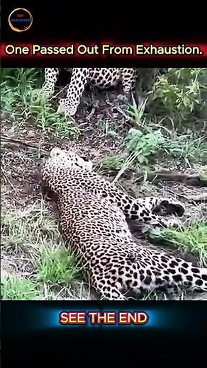 When Two Leopards Clash in the Wild – Who Comes Out on Top? #animals #wildlife #leopard