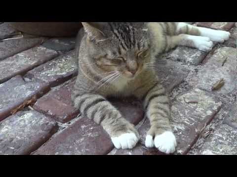 Ernest Hemingway's Polydactyl Cats