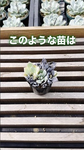 【葉が急に黒くなる】早めの対処がおすすめです