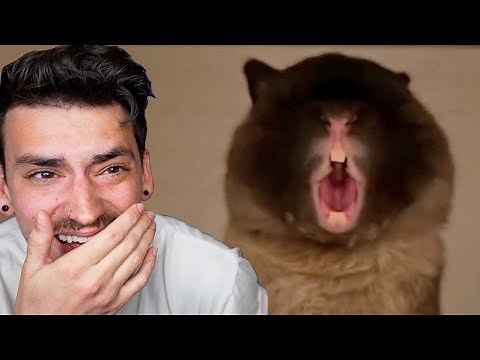 TRY NOT TO LAUGH 21!