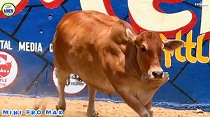 FOR DETAILS : 0323-2153637  MINI PRO MAX CHOTI SI FOOTBALL 殺 BESTEST GHENI IS HERE, SUBHAN ALLAH  ESI PALAT ME GHENI KIA KEHNE HAIN  AJMERI CATTLE FARM MUST VISIT FOR YOU JAMEEL MEMON COLONY VVIP BLOCK 1 | Karachi Sohrab Goth Cow Mandi-Bakra Eid In Pakistan | Facebook