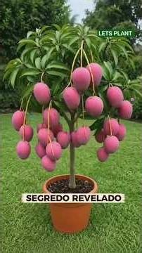 Melhor técnica pra fazer muda de manga usando galhos #manga #mudademanga#plantas#horta#cultivo