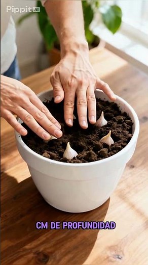 How to grow garlic in a pot and when to harvest #plants #homegarden #garden #insecticide #bees
