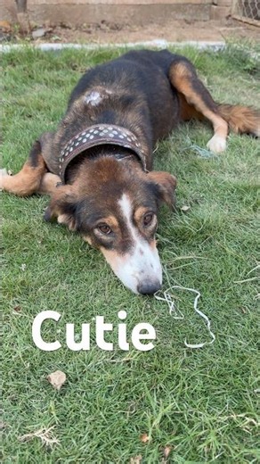 Cute dog suffering from pyometra