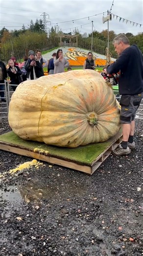Why Giant Pumpkins Are Cut Open After Winning #shorts