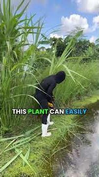 This plant fights erosion and feeds the soil! 🌱 #growinnhomes