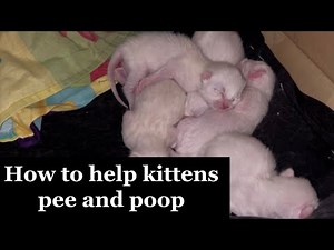 How to Help Newborn Kittens Pee and Poop 🐱 | Kitten Care for Orphaned Babies