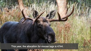 Resident moose draw applications for 2019 are now being accepted until June 14. This year 4,744 licences are available. Results will be available July 8. For more information please visit: http://bit.ly/2LZzt76 | Government of New Brunswick