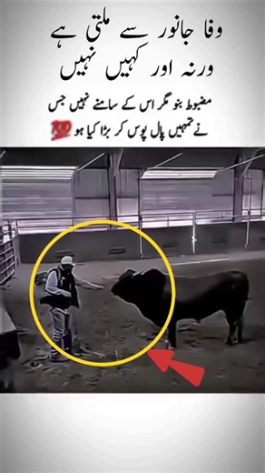 A Loyal Animal’s Unbreakable Bond with Its🐃😱 Owner”#Loyalty#TrueBond#UnconditionalLove#AnimalLove