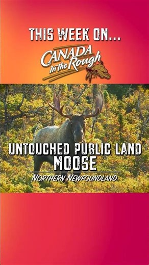 🚨 NEW EPISODE Untouched Public Land Moose Hunting #mustwatch #reels #hunting