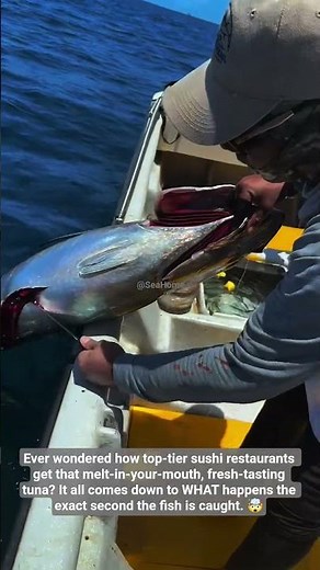 Satisfying or Brutal? 🎣 Inside the Japanese Ikejime Method on Yellowfin Tuna! 🌊 #fishing #fypシ